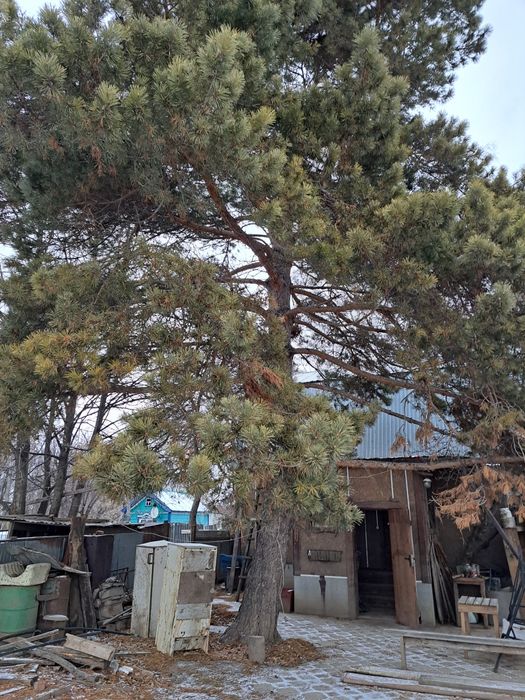 Продам дачу на берегу Ишима