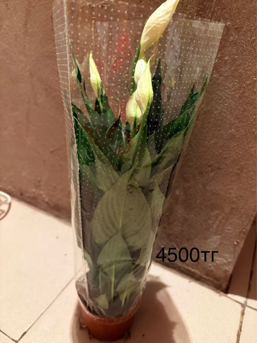 Продаются цветы в горшке