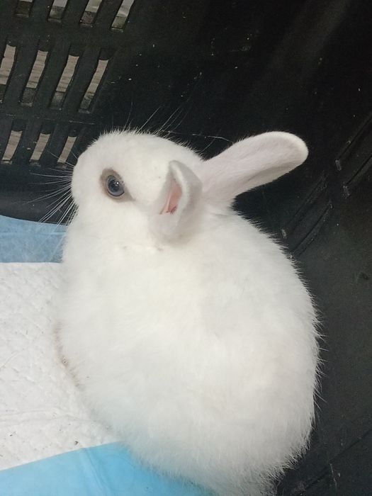Отдам продам кролика