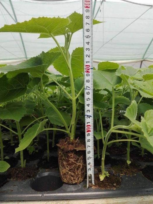 Vand plante paulownia  ACLIMATIZATE