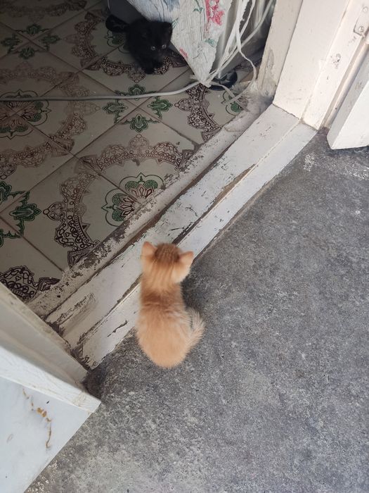 Mushuk bolalari 2 ta Syamski