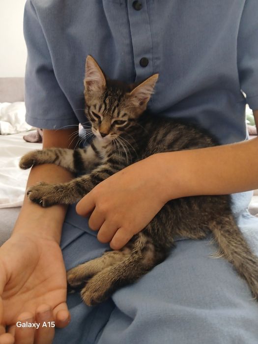 Котёнок мальчик Лео