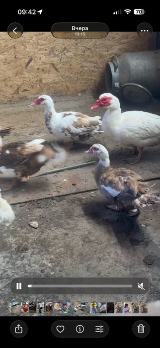 Продам индоуток хорошие