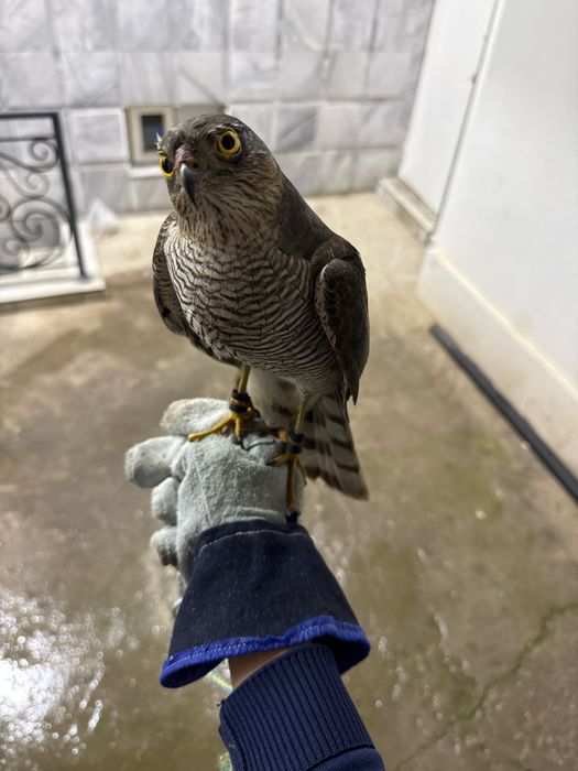 Птица ястреб перепелятник