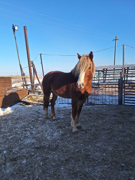 Продам жеребца .