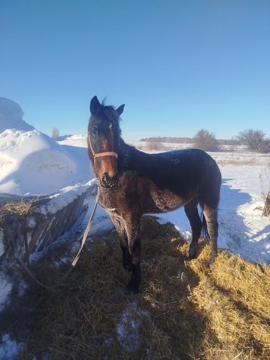 Продам кобыл жеребые с жеребятами.