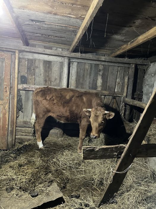 Телочка годовалая