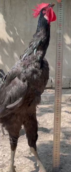 Кора Шахзода Гигант хурозлари сотилади . Домашный хурозлар