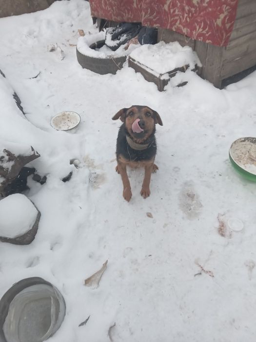 Продам Ягдтерьера. г.Рудный.