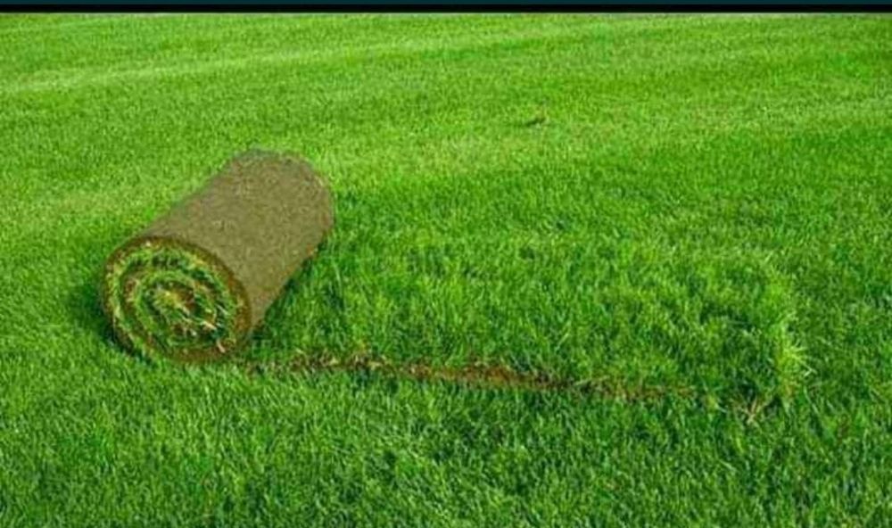 Tuia leylandii gazon rulou