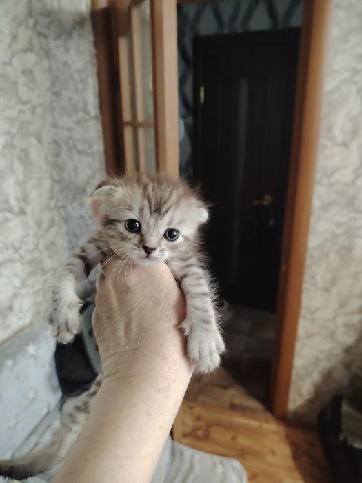 Британские малыши