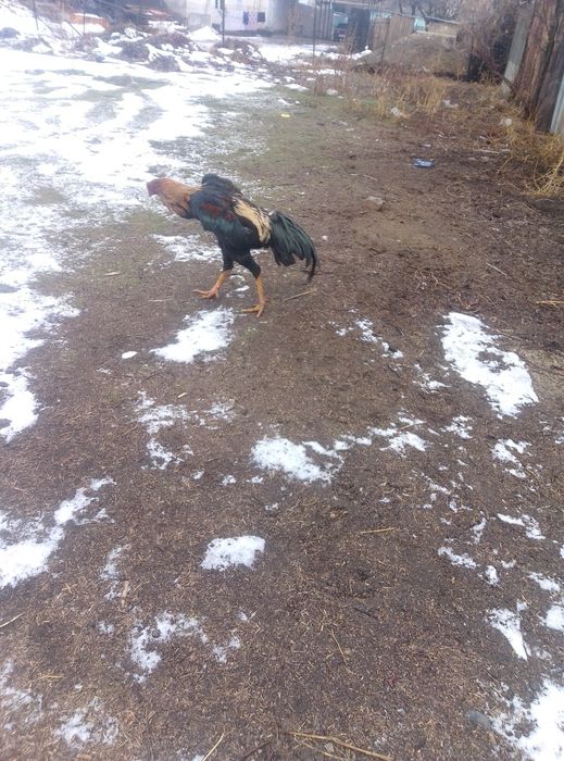 продаётся питух апрельский