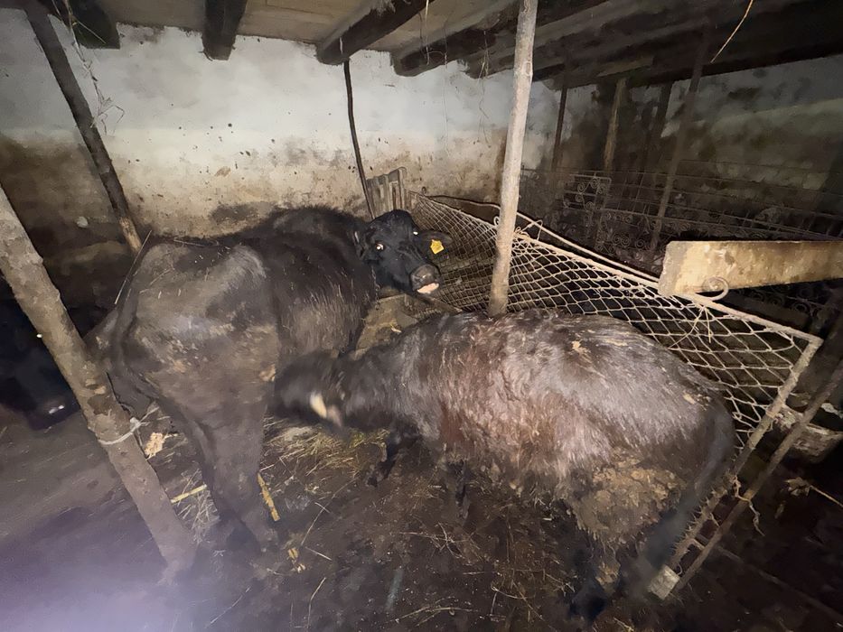 Vand vitel si bivolita separat sau impreuna