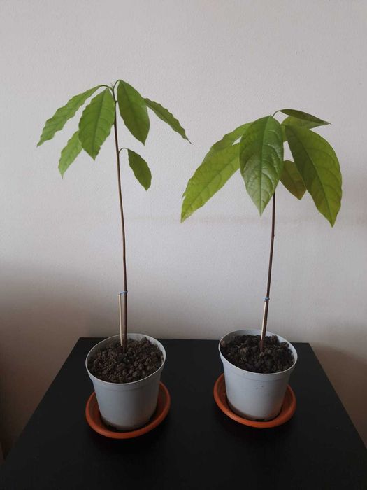 Planta avocado in ghiveci