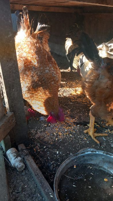 Vând cocoși și struți