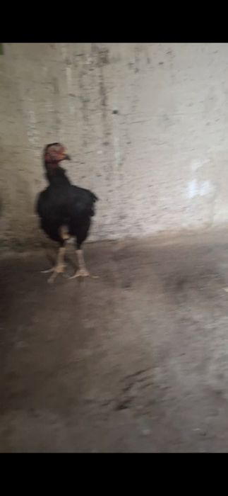 Продам даканку китаец