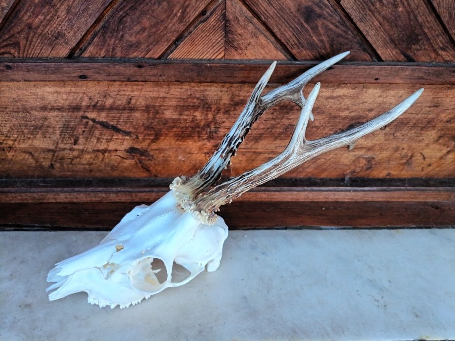 Трофей от сръндак.Рога.