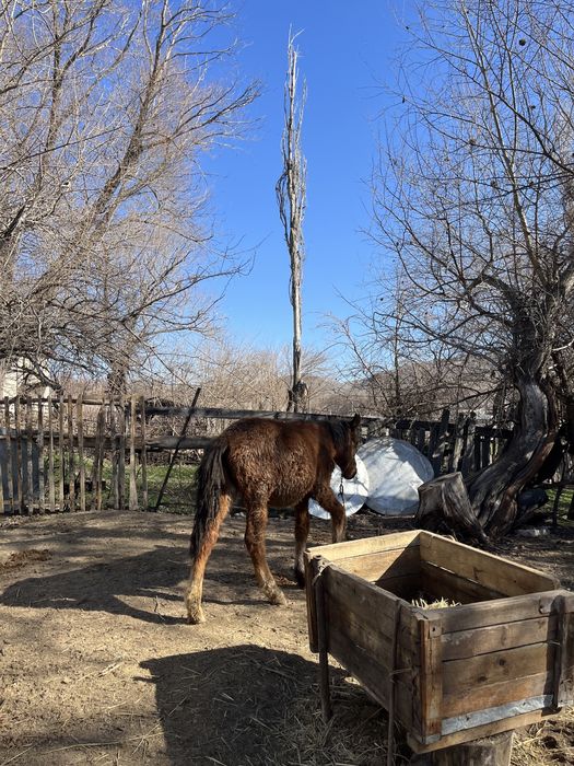 Екі ұрғашы жабағы