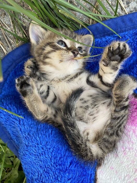 продам котят только отвественым