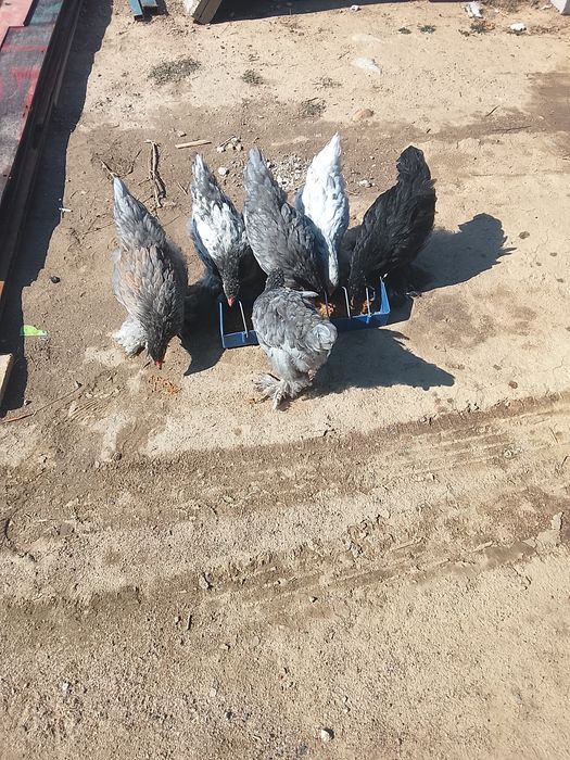 Продам кур и цыплят