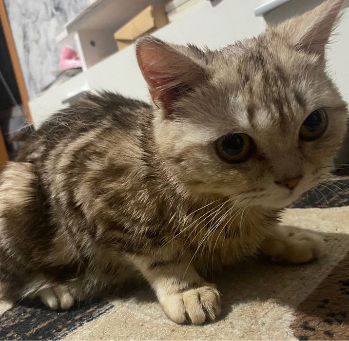 Отдам кошку бесплатно