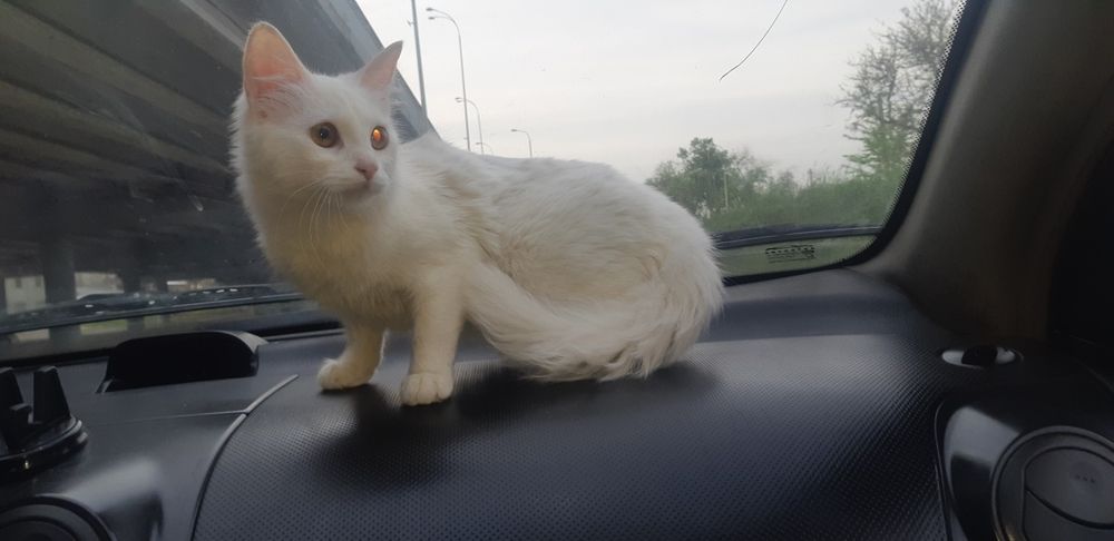 потерялся кошка.