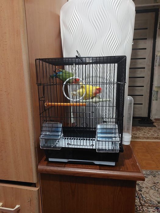 Неразлучники пара корм клетка минералами