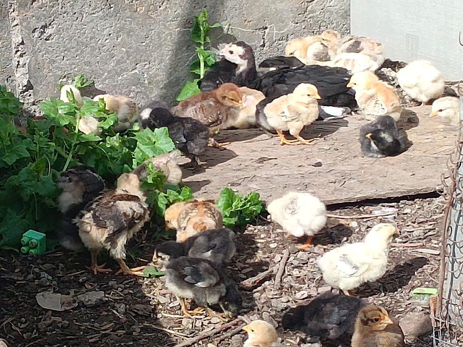 Продам циплят домашние