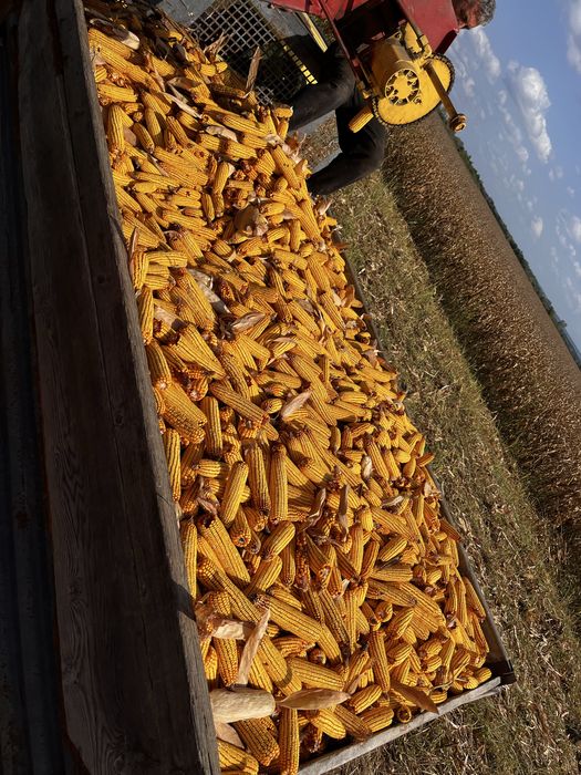 Vând Bourgoin Dp6 cu tocător