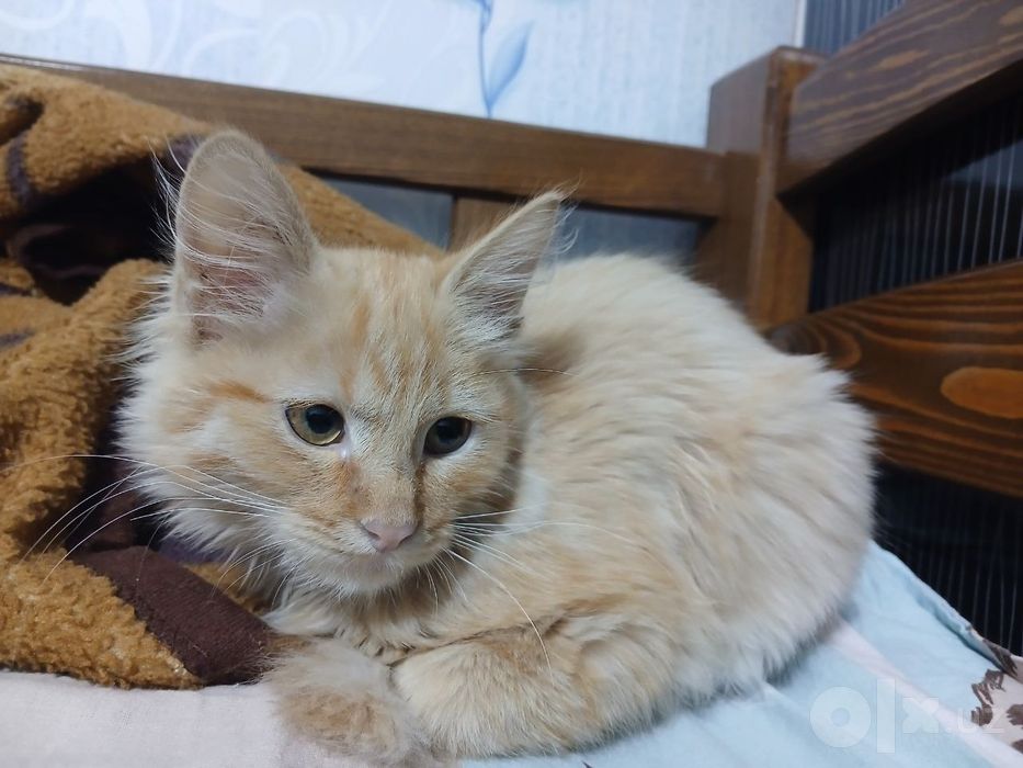 Mushuk xadyaga beriladi