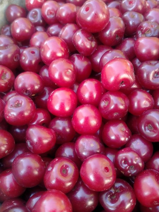 Қып-қызыл шиелер сатылады