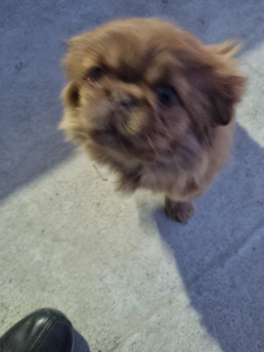 Продаётся пекинес