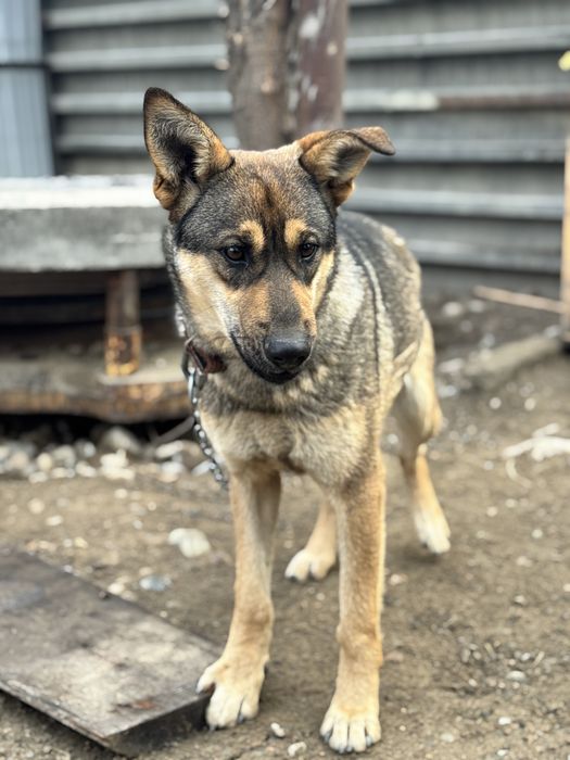 Собка-девочка Альфа ищет семью.