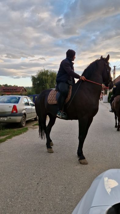 Vand cal metis de Nonius cu Frizian
