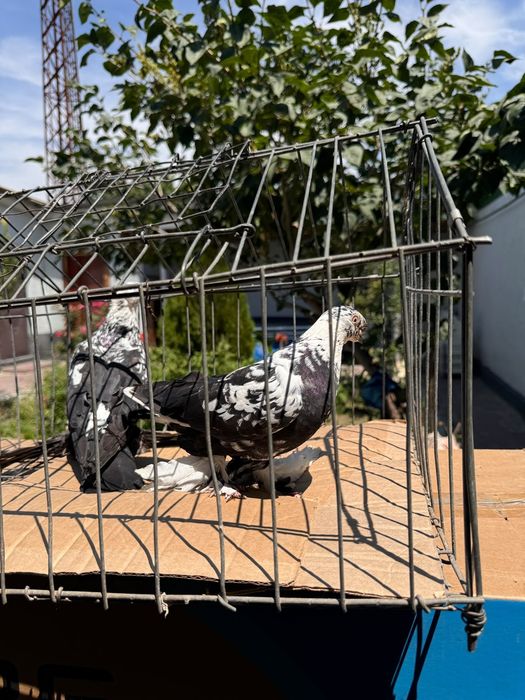 Тараз продам голуби