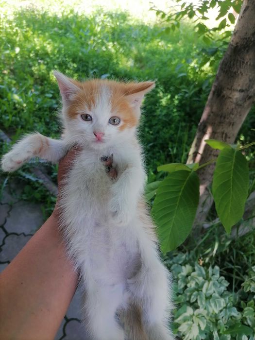 Котята крысыловы
