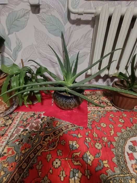 Dollar gul 500 ming. Aloya gul 450 ming