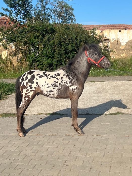 Vand un poneu  frumos
