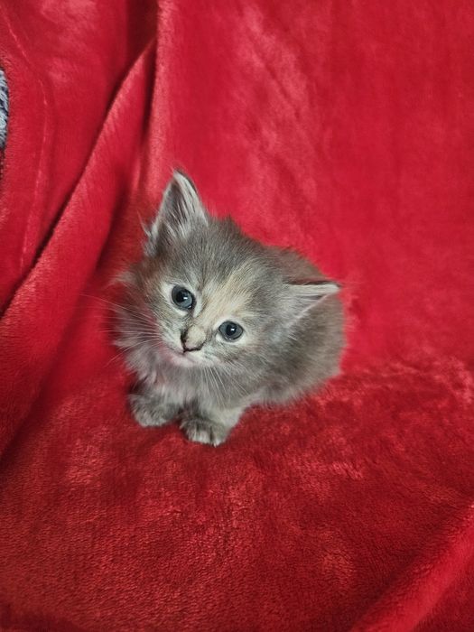 Отдам котят в добрые руки!!!