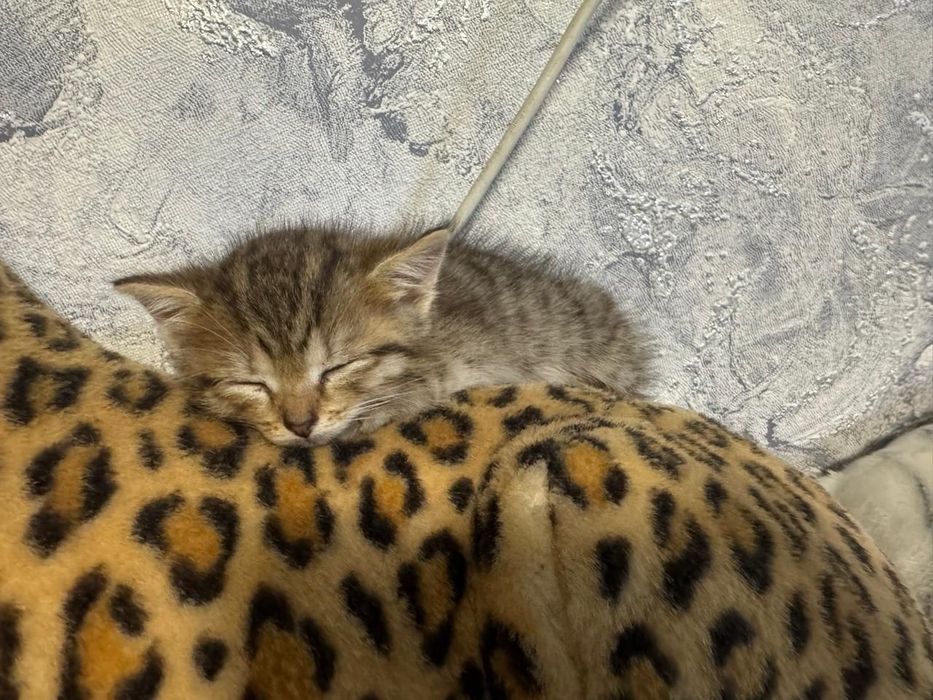 Отдам котят мальчик девочка