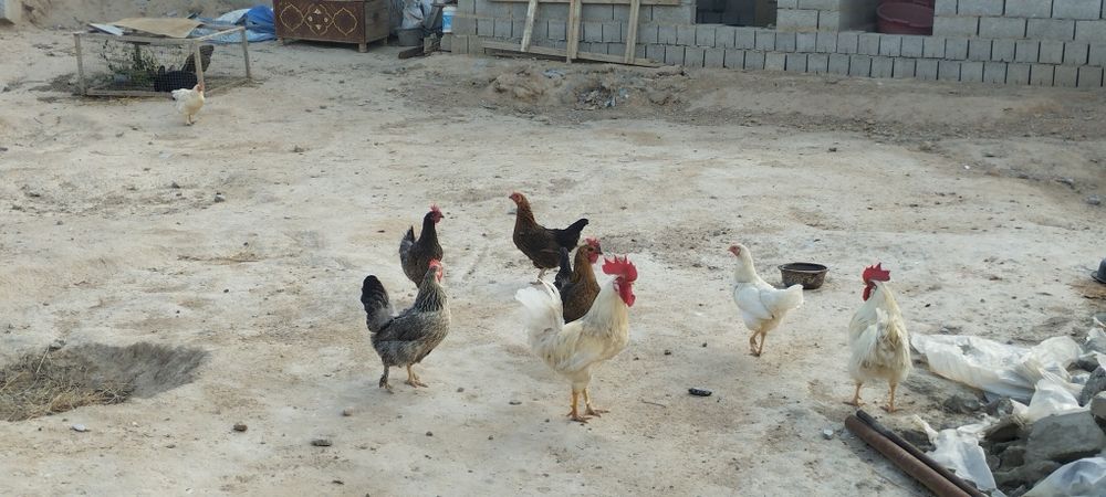 Damashni tovuqlar sotiladi 10 ta  narxi kelishiladi