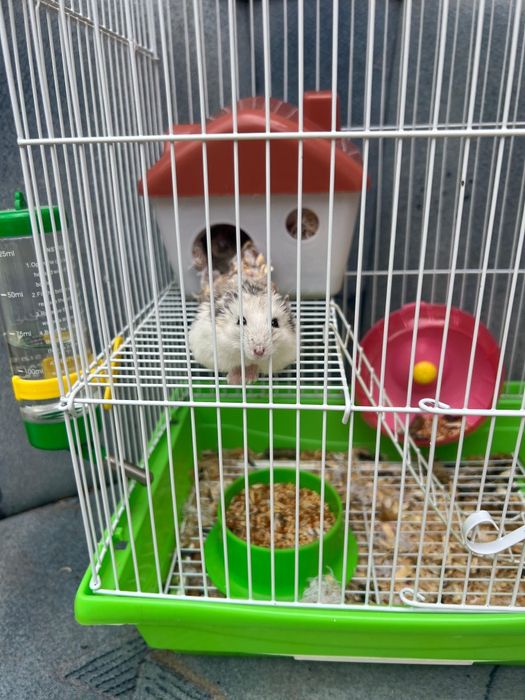 Отдам даром Хомячки