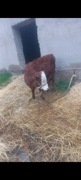 10 айлық ургашы тана сатылады