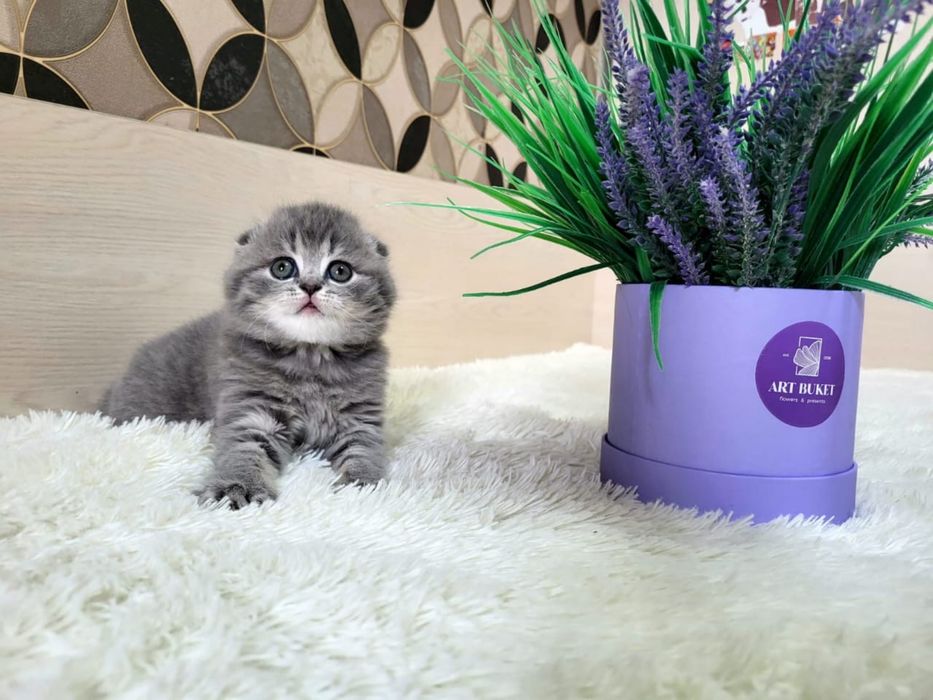 Шотландские скоттиш фолд