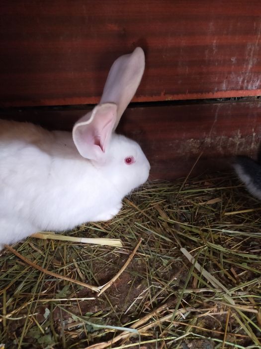 Продаются крольчата Фландер.