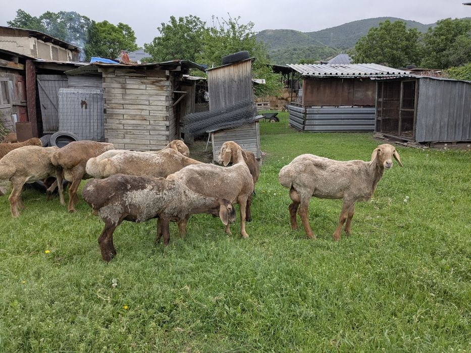 Арашан матки с ягнятами