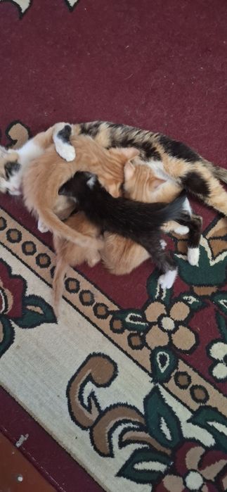 Отдам        котят