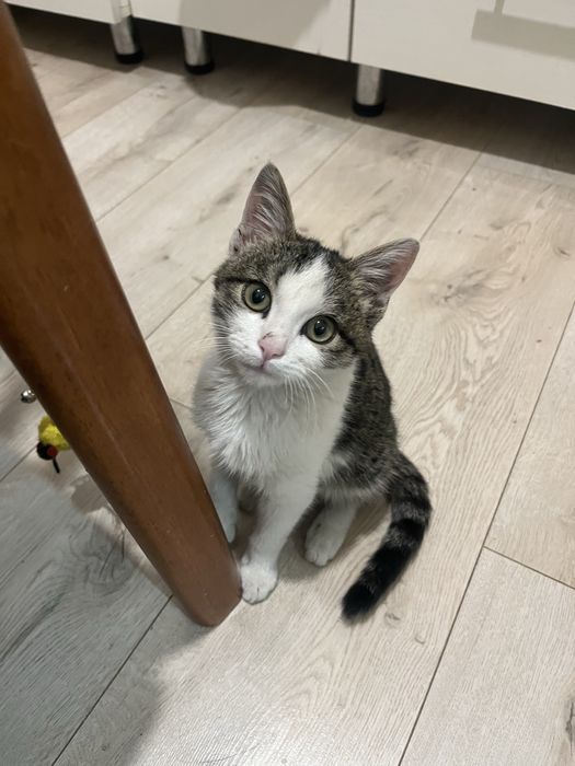 Отдам в хорошие руки