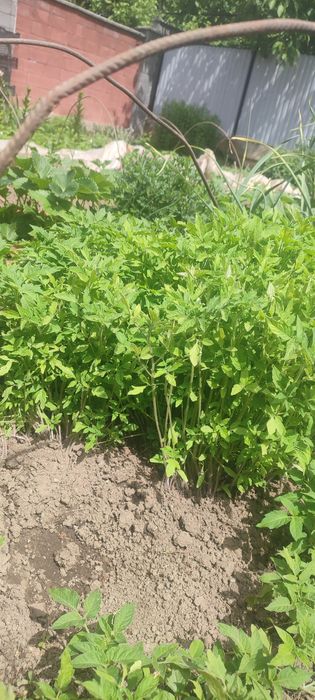 Продам рассаду помидоров