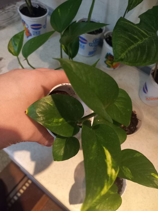 Продам комнатные цветы